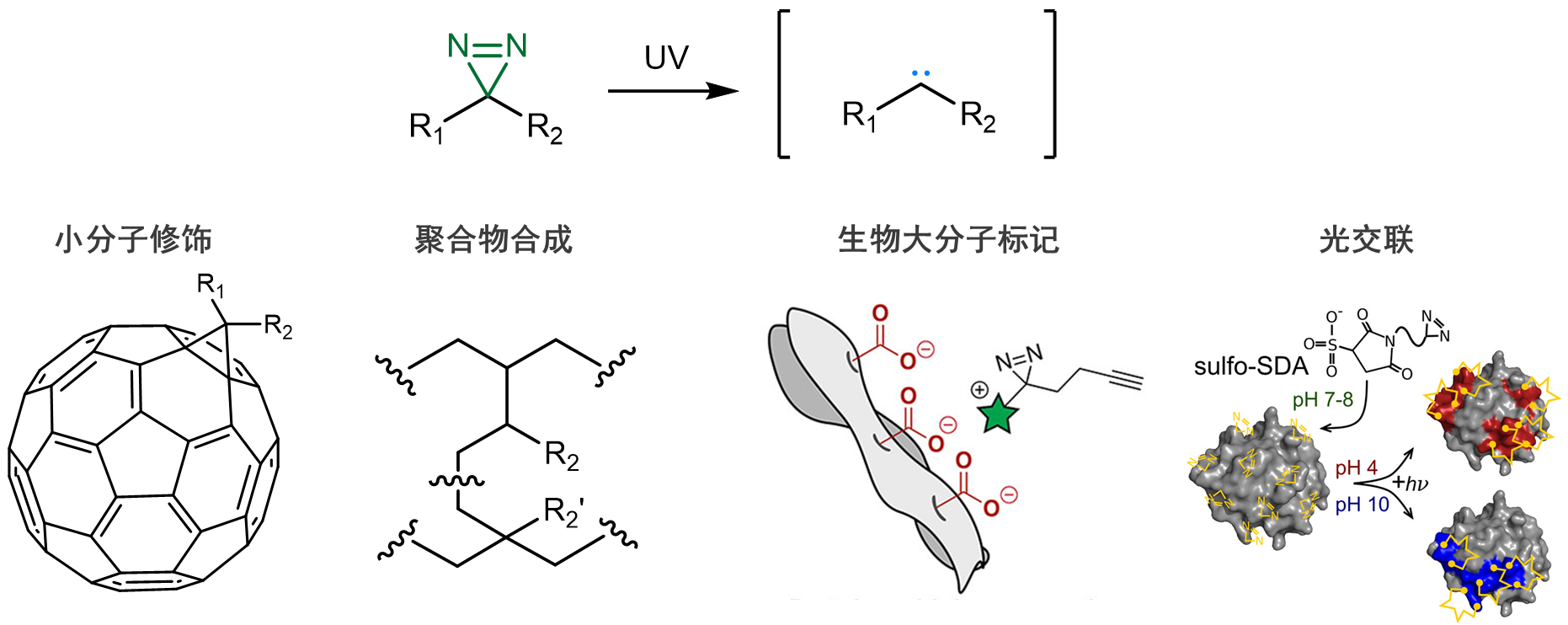 二氮丙啶分子的原理及应用场景