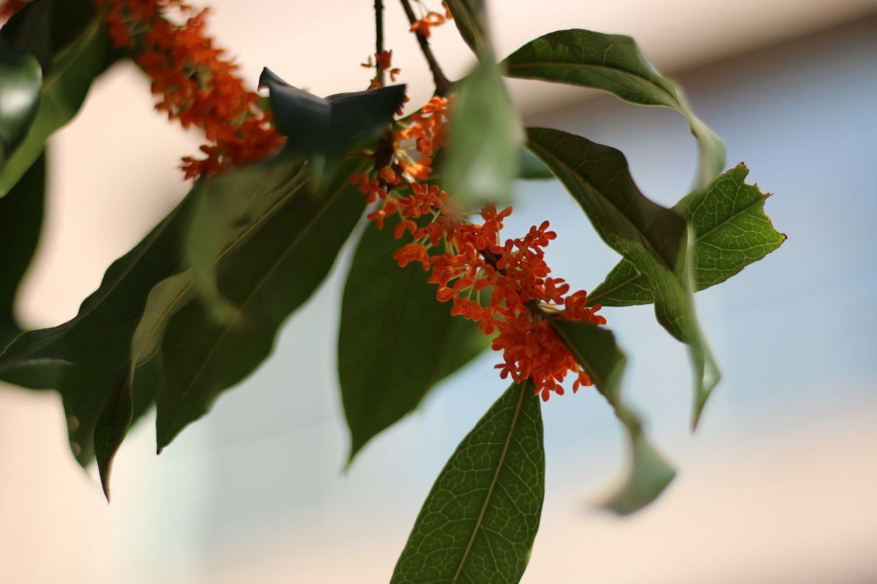 金桂飘香，在浙大，似乎深色的是稀有“闪光”品种