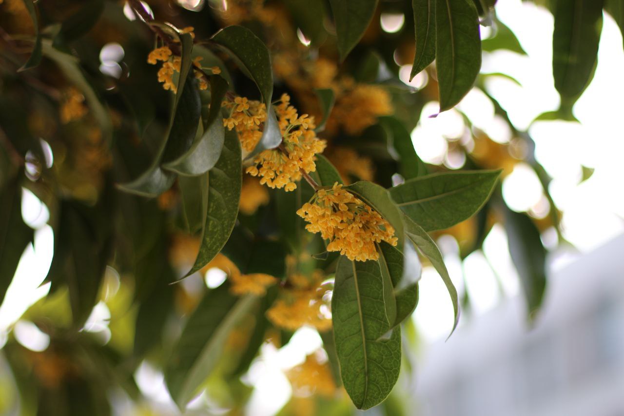 路边随处可见的桂树