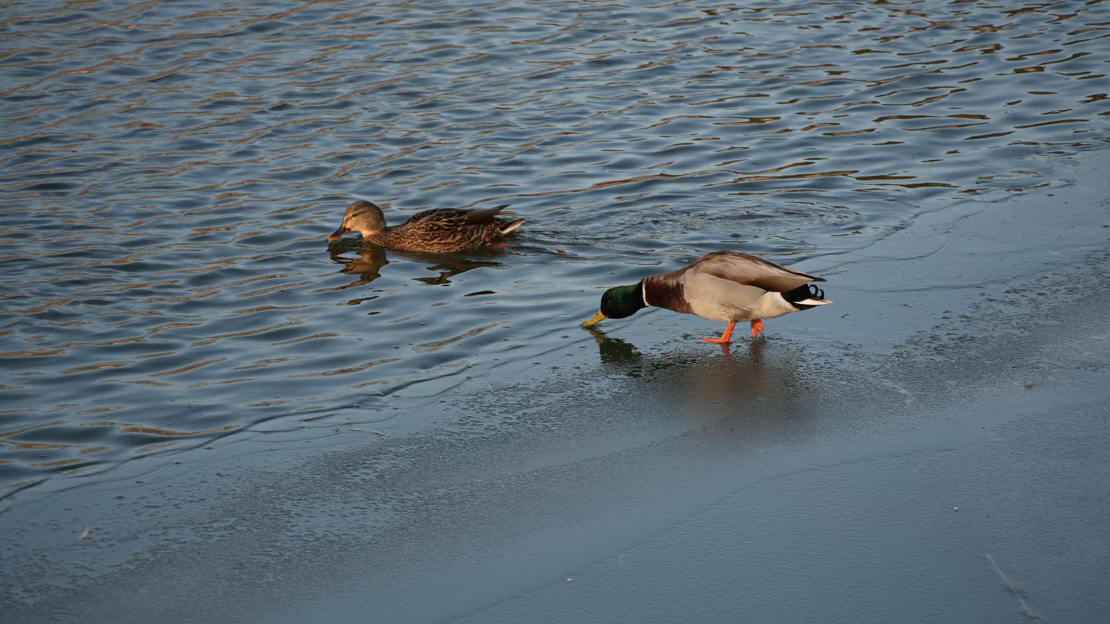 大学一年级的时候我敢直接在冰上走，自从掉进水里一次后，我就再不敢了
