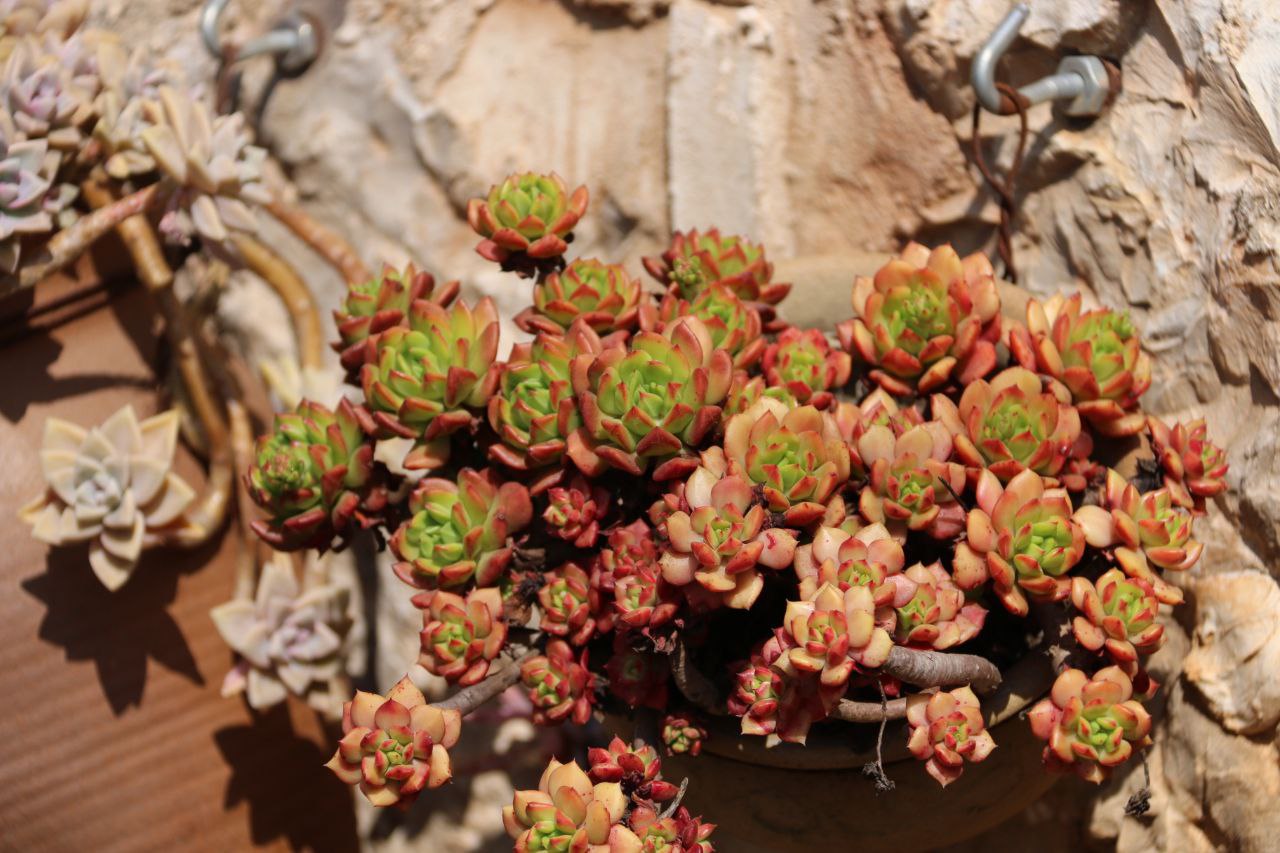 此情可待成追忆，只是当时已惘然