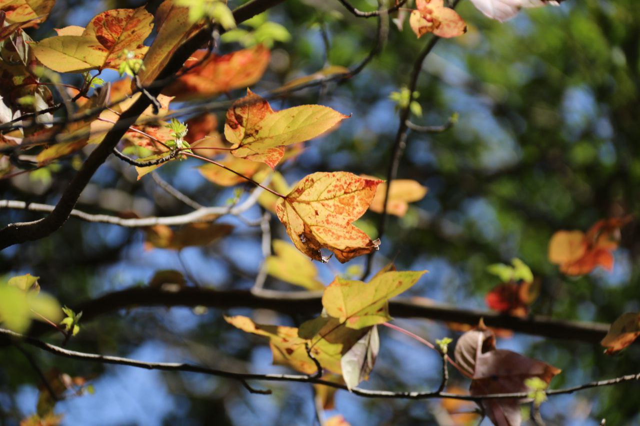 花都春城，偏安幸福的生灵们