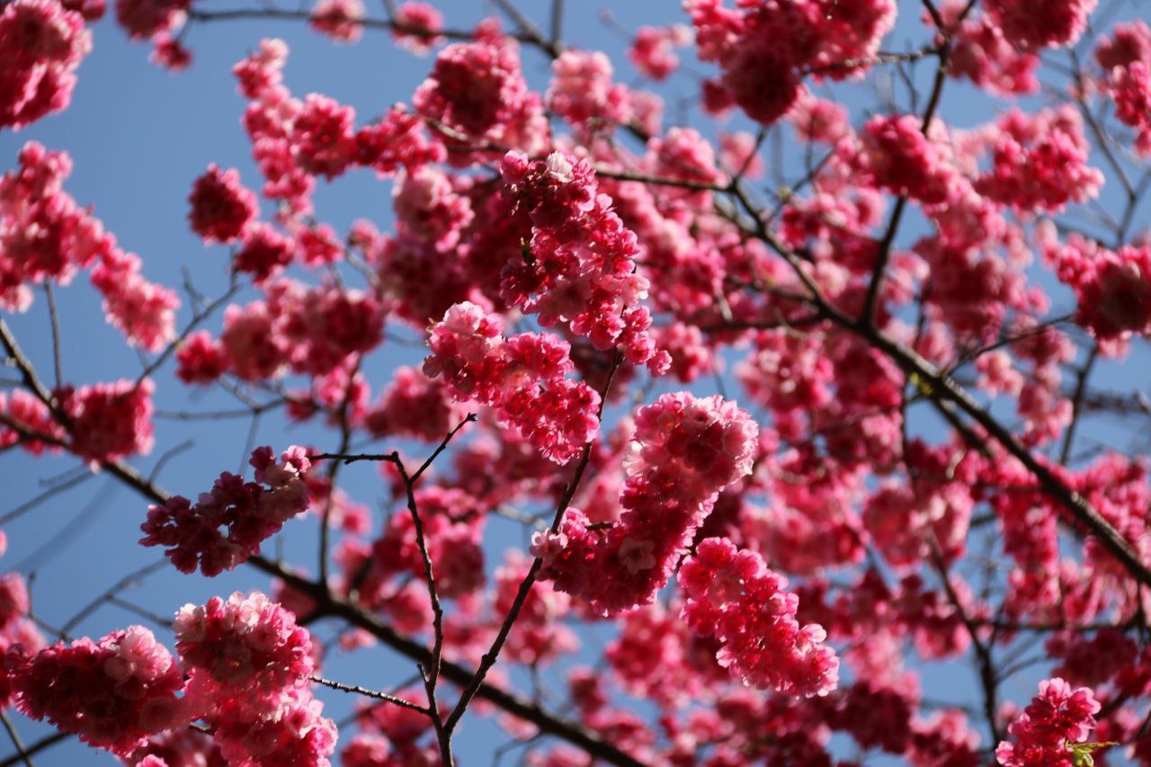 水漾樱雨白，山漫海棠红