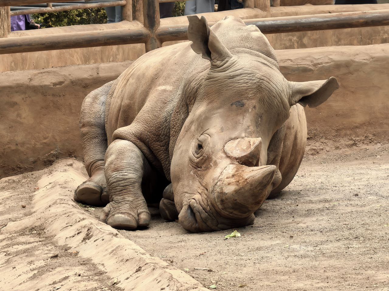 昆明动物园承包了一整座圆通山，既是动物园又是植物园，还是游乐园和老年人聚集的公园，超级耐逛