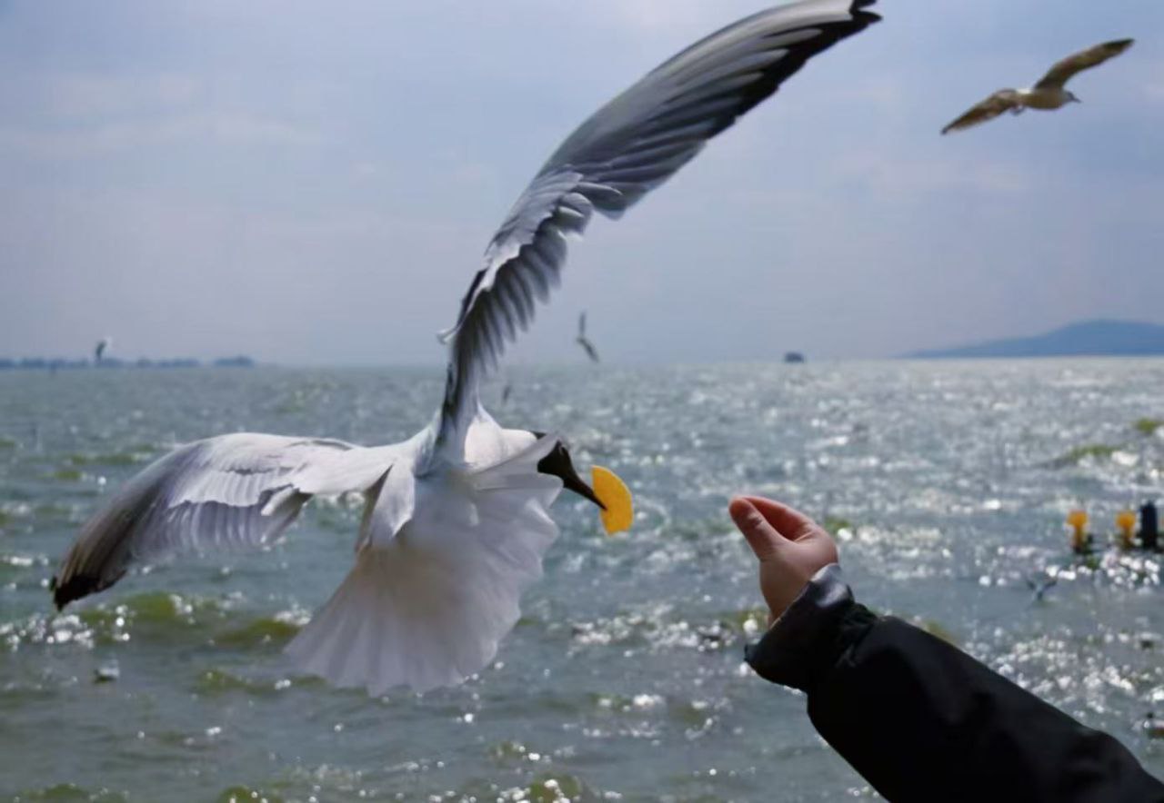 走，去码头整点薯条！