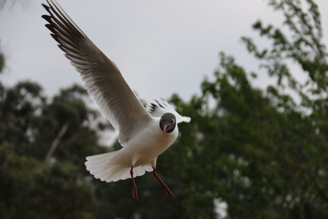 我还是更喜欢黑头一些，呆呆的很可爱