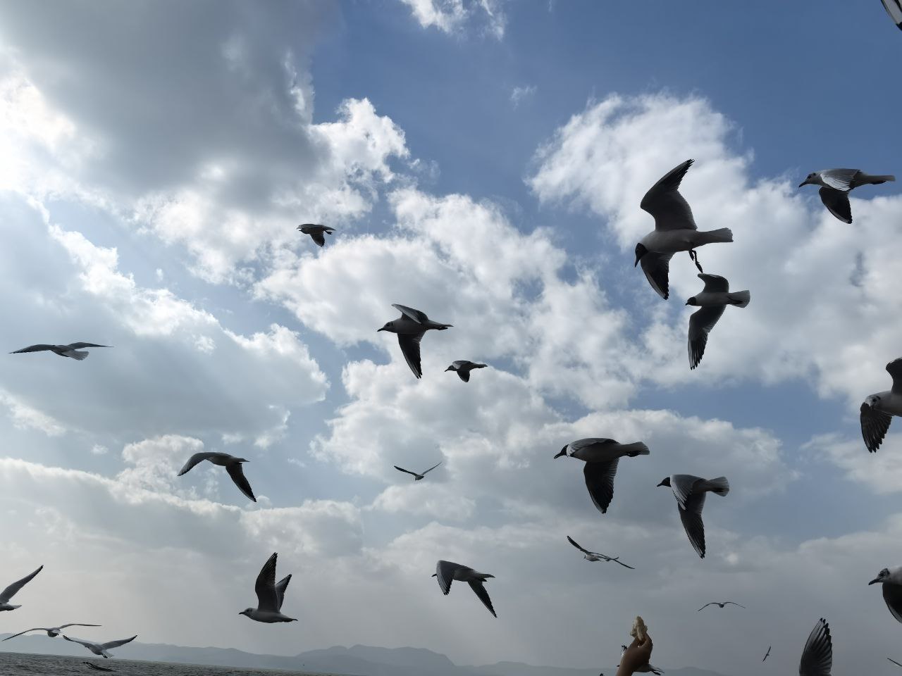 一抬手便有数十只鸟盘旋在身侧——这种举手间皆是千羽百翼的景象，真不似在人间。