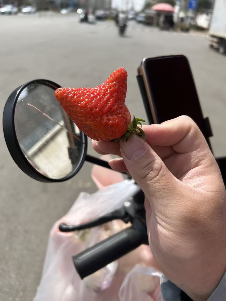 环滇池时候吃的猫猫草莓