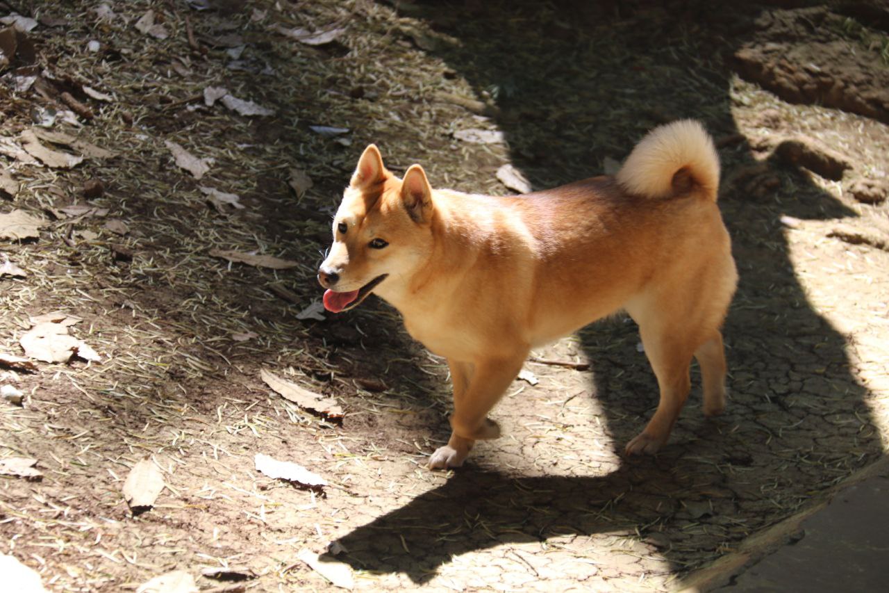 妈妈是柴犬，爸爸是中华田园犬，中日混血的“狗尔巴”向导