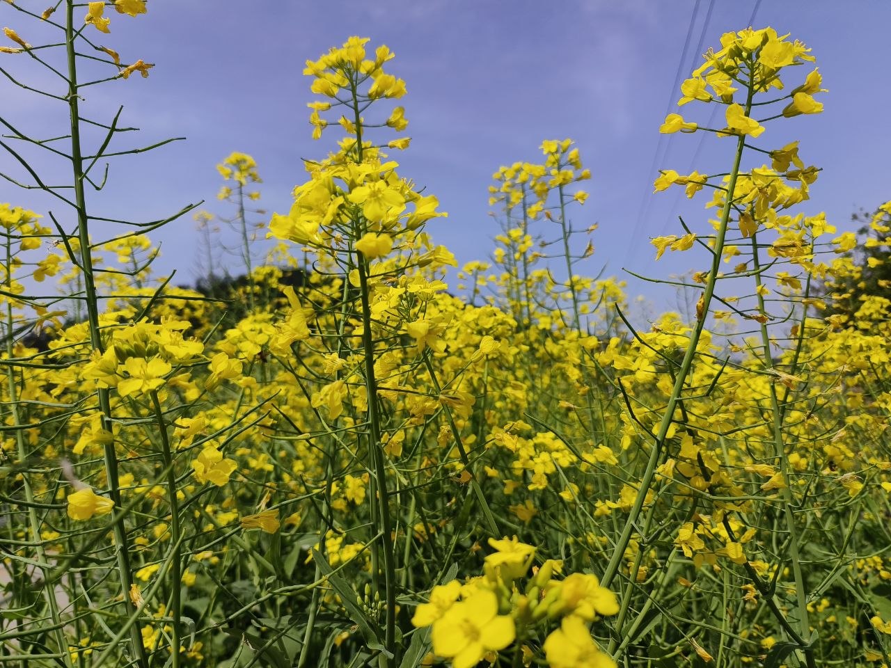 沿途遍布的油菜花海，装满了风，带来春天的气息