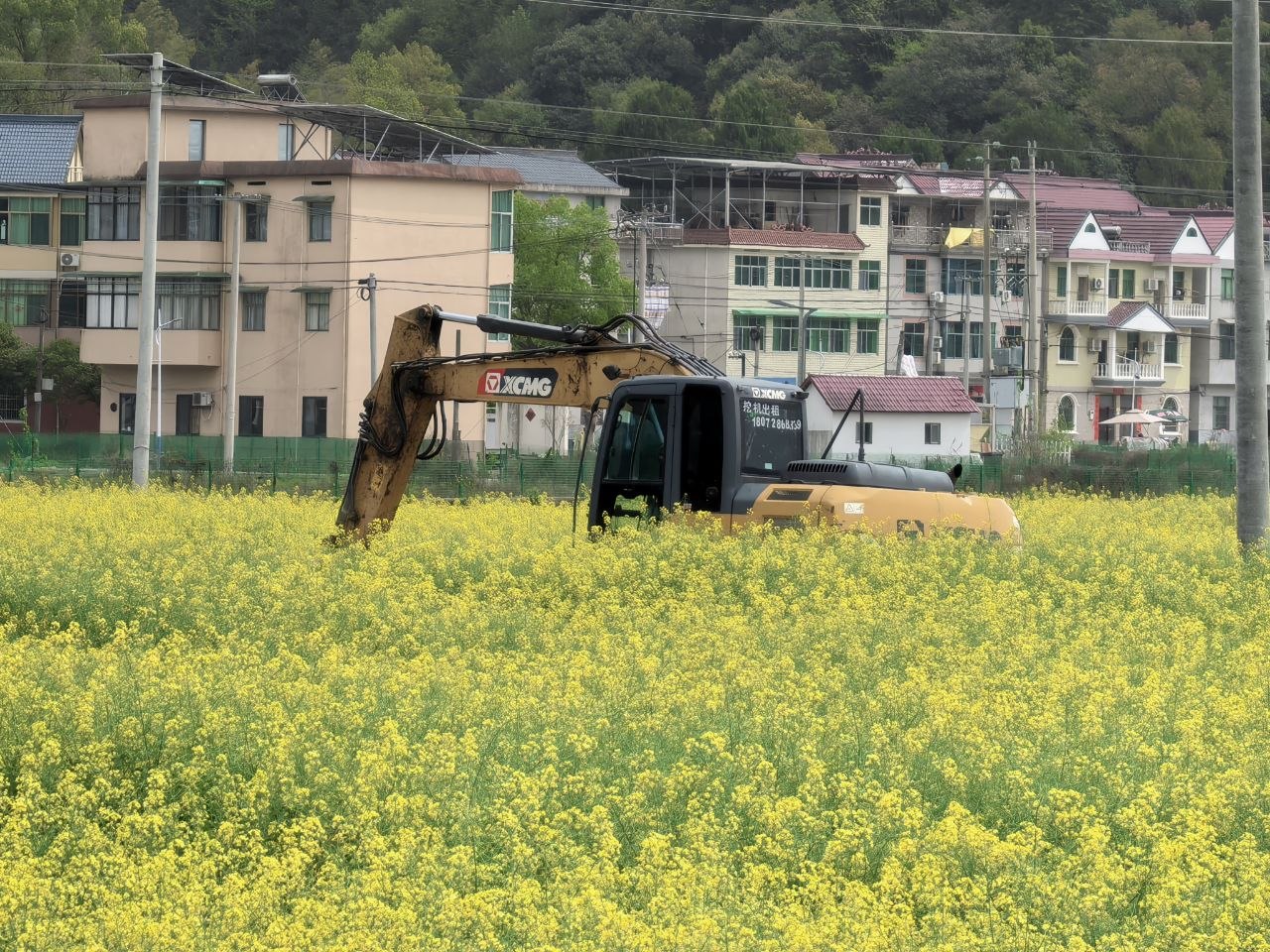 挖掘机，连你也要来徜徉花海吗？
