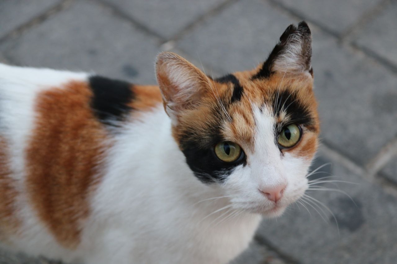伊斯坦布尔的猫猫大部分都打过疫苗，耳朵上会有剪痕