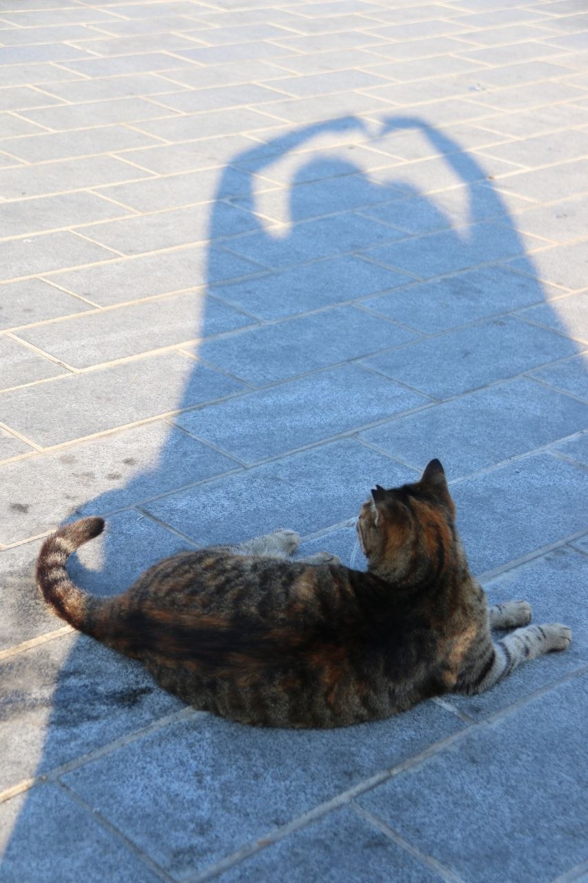 爱与猫