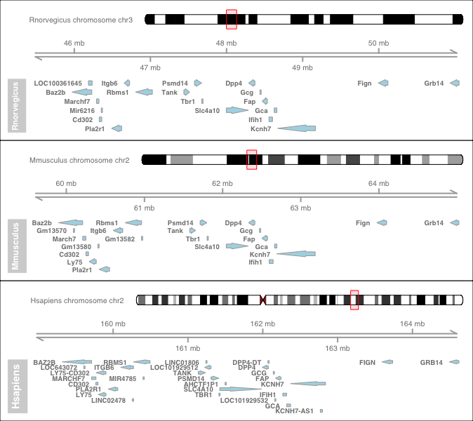 Synteny Conservation around DPP4 gene between various Organisms