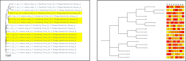GitHub - DamianJM/T-REX: Tree Explorer (T-REX) - A phylogenetic tree ...