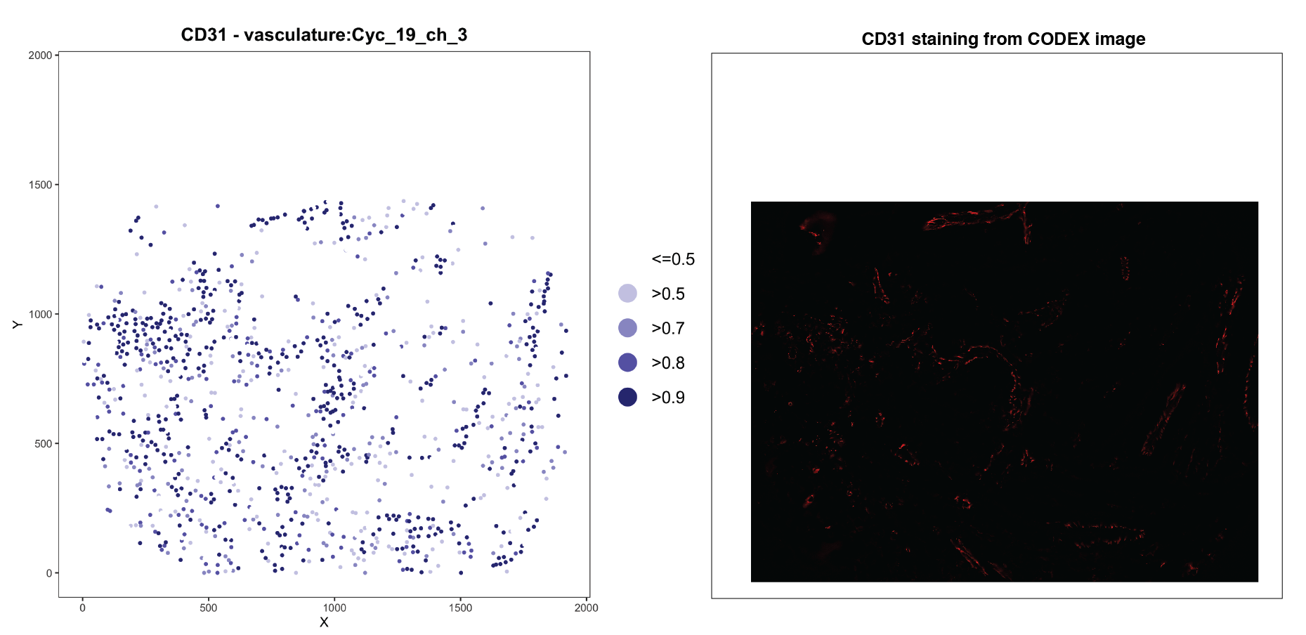 An example of CD31