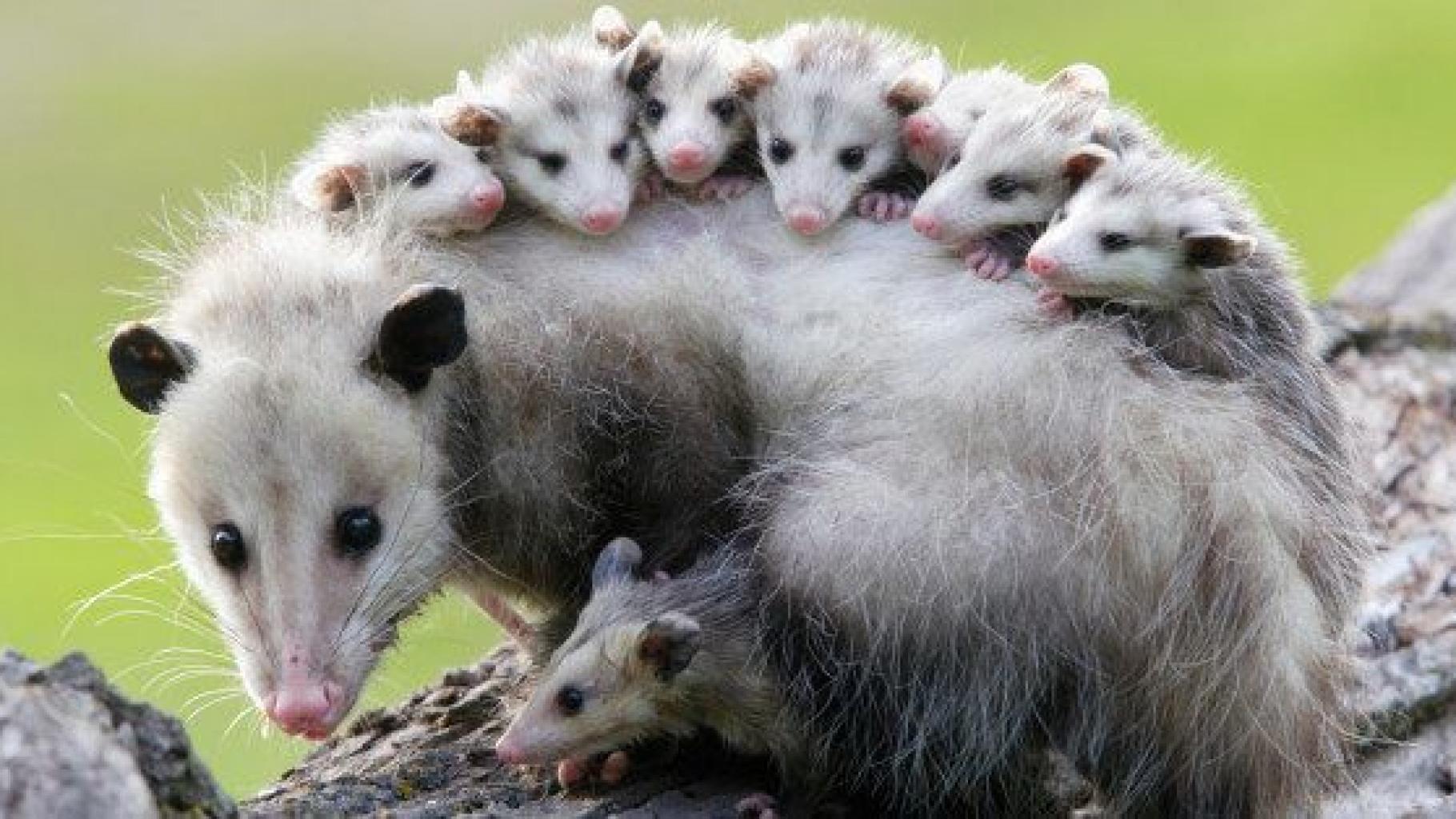 Opossum