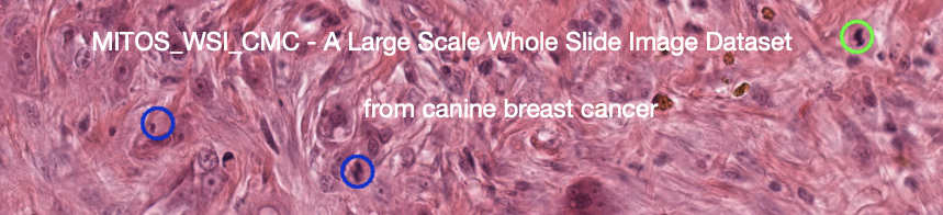 Large-Scale Canine Mammary Carcinoma Data Set for Mitotic Figure Assessment on Whole Slide Images