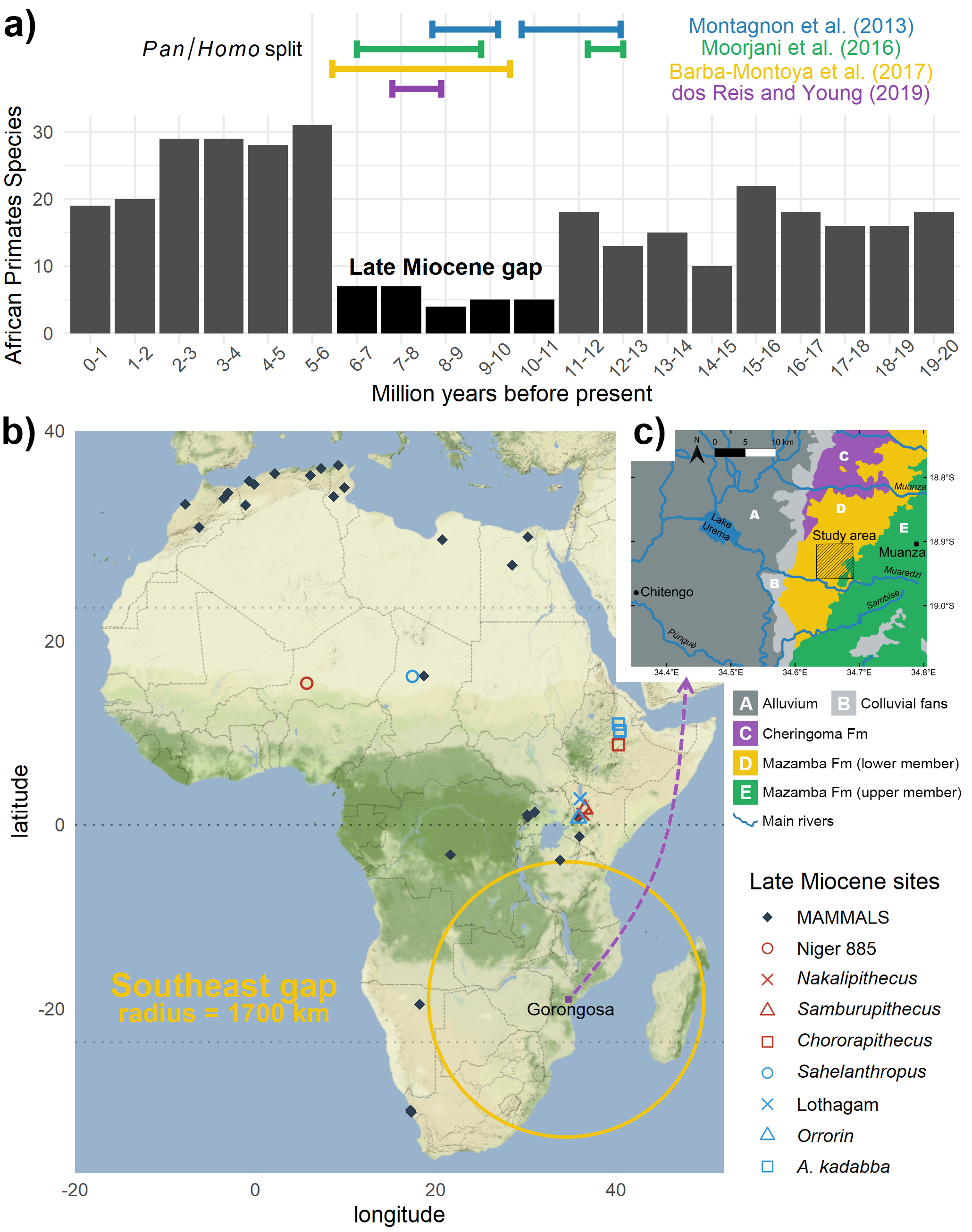 (A) Time gap: during this key period the African fossil record of primates is very incomplete (evaluated through species richness); but notice the split estimates from genomics; (B) spatial gap: virtually no fossils of this age are known in southeastern Africa, notice the strategic location of Gorongosa. Data extracted from paleobiodb.org, map adapted from Bobe et al. (2018); (C) study area for k-means within the geological context of Gorongosa, adapted from Habermann et al. (2019).