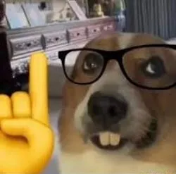 Nerd dog