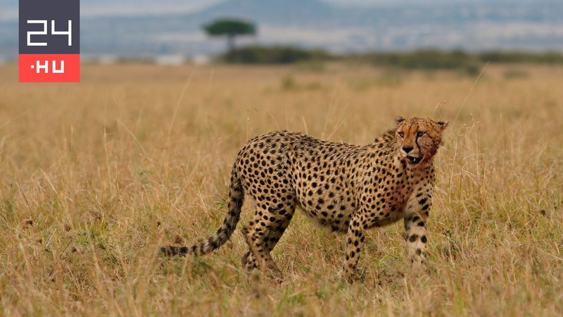 Állati rekordok és érdekességek: kvíz az élővilág legjeiről