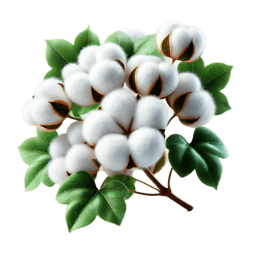Cotton