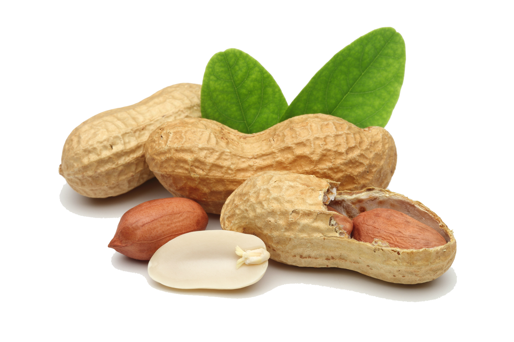 Groundnut