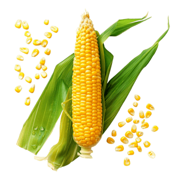 Maize