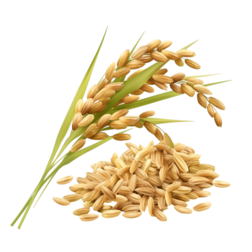 Rice