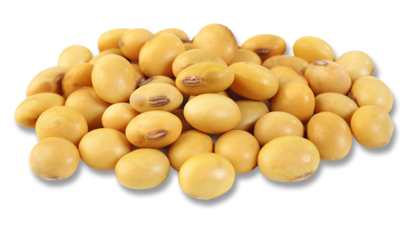 Soybean
