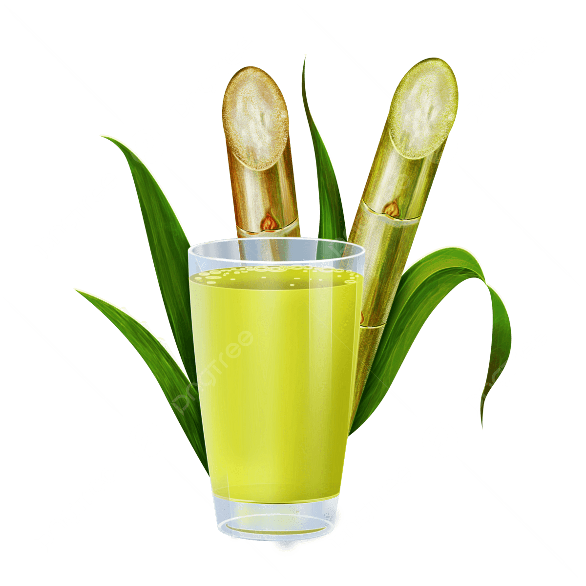 Sugarcane