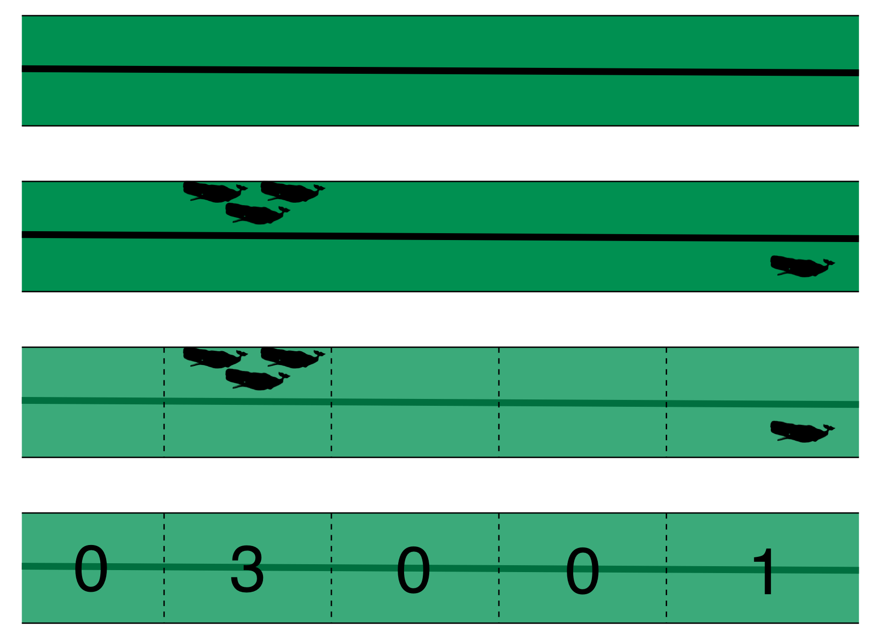 Physeter catodon by Noah Schlottman