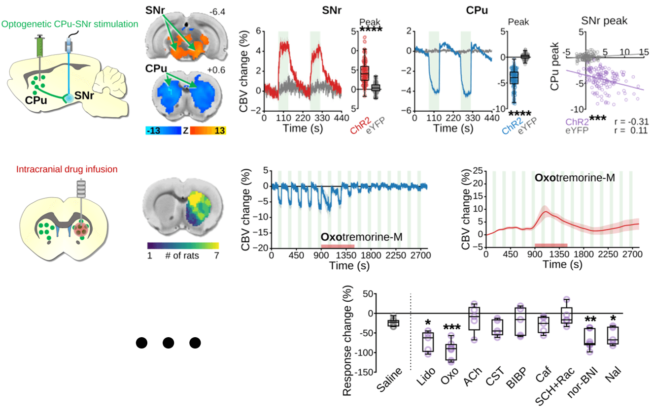 fMRI Data Handling and Analysis project preview