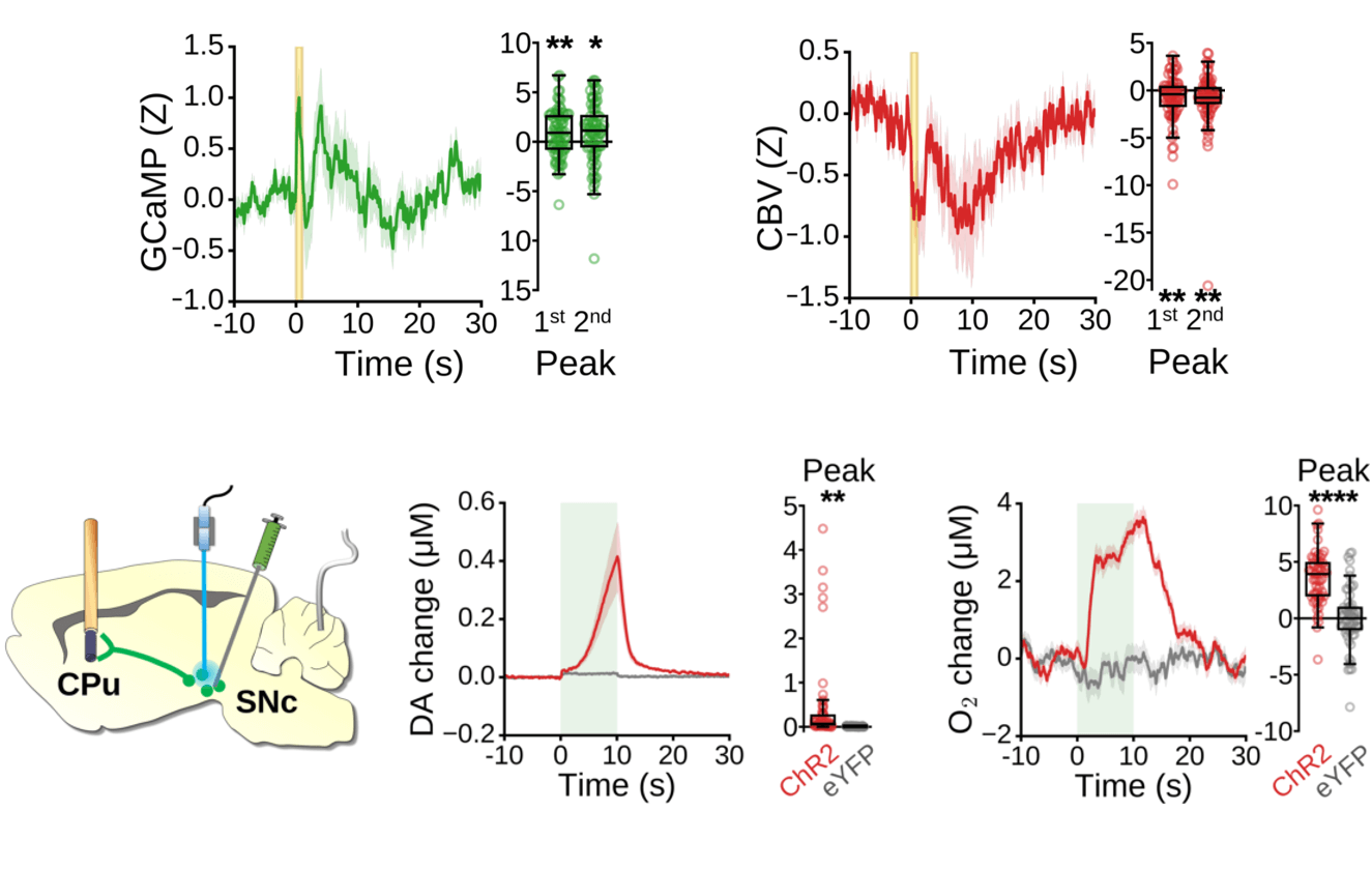 Photometry and Voltammetry Data Handling and Analysis project preview