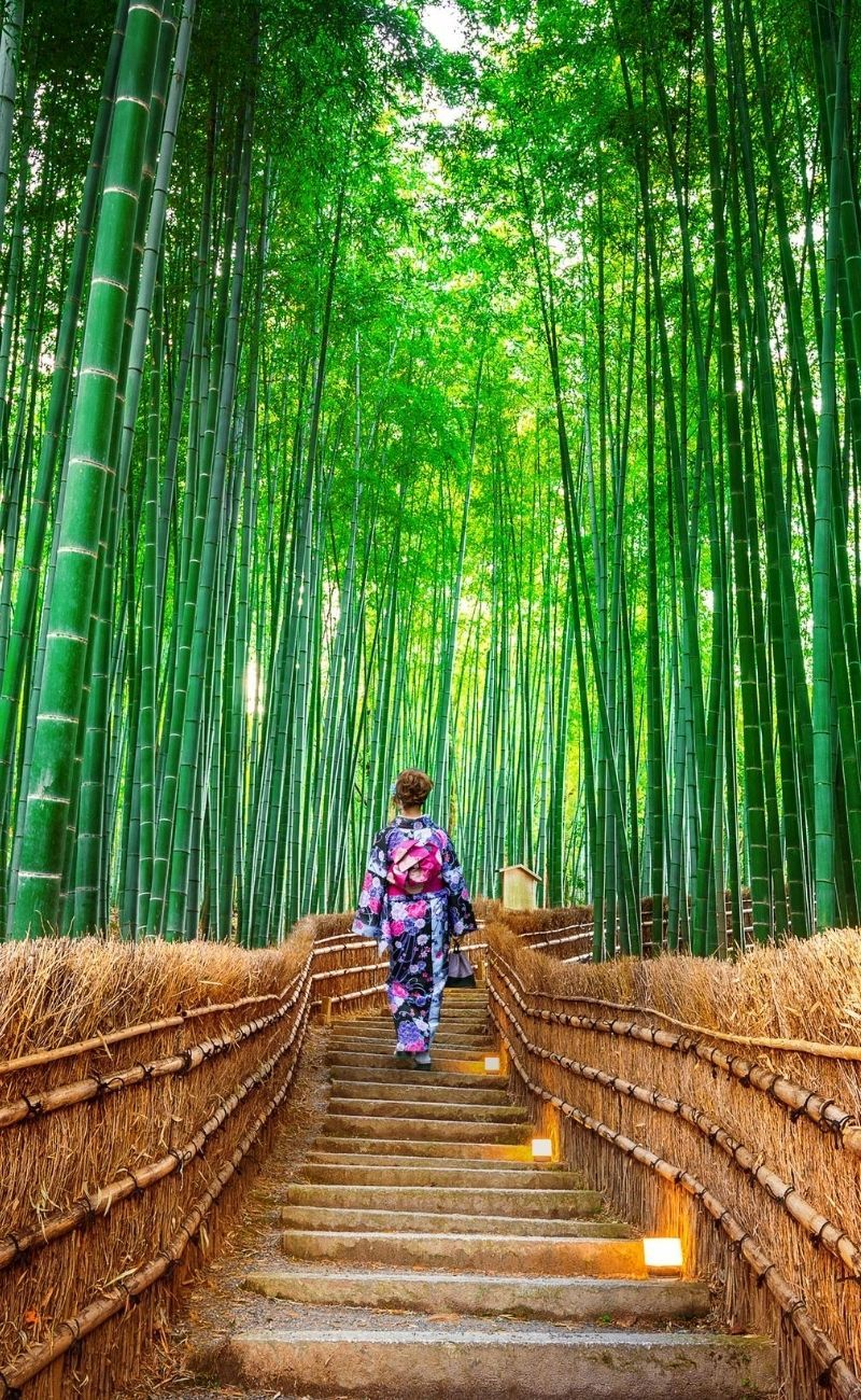 Bosque de bambú Arashiyama
