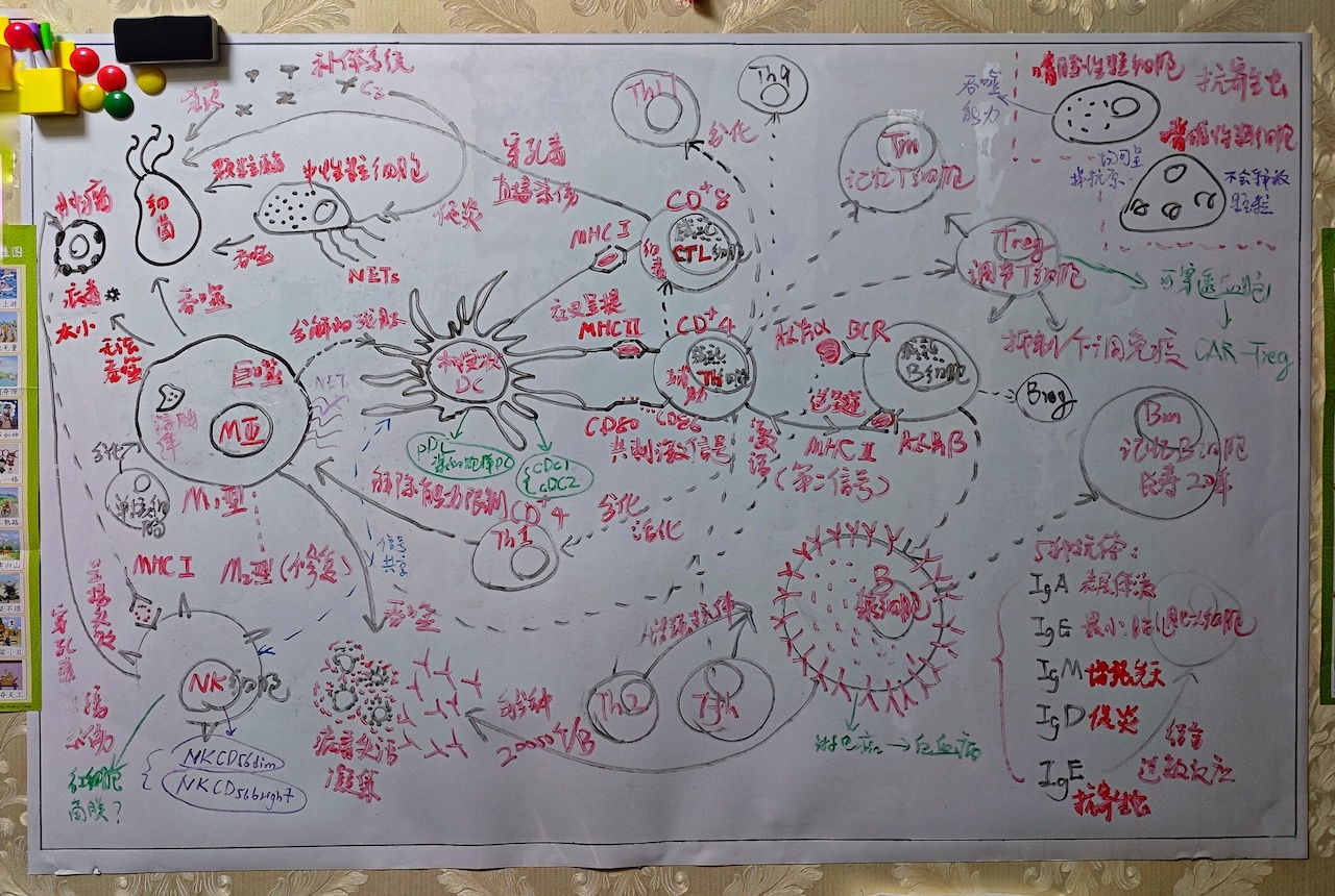 Hand-drawn immunology whiteboard