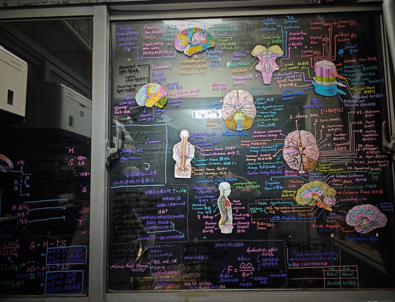Hand-drawn neuroscience brain model