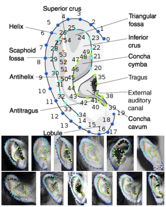 ear-examplar