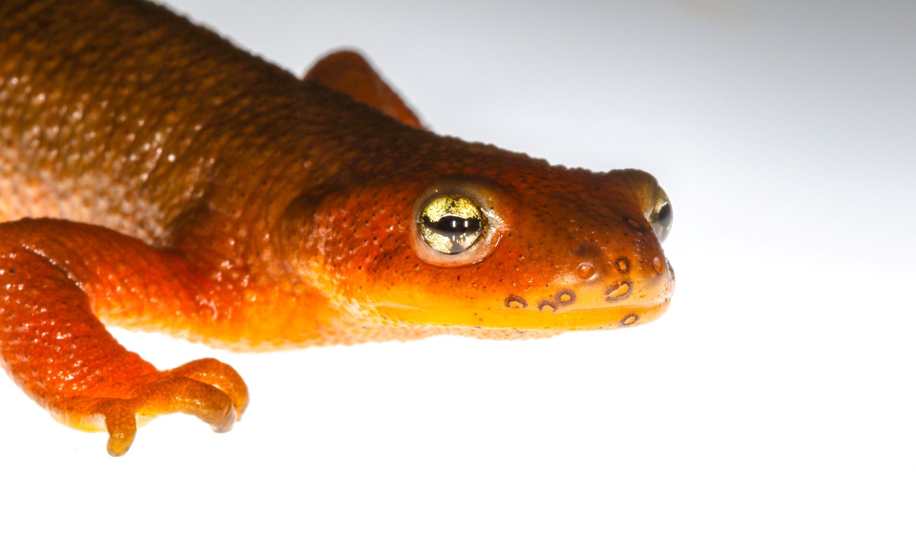 **Focal lesions observed on a Rough skinned newt (Taricha granulosa)**