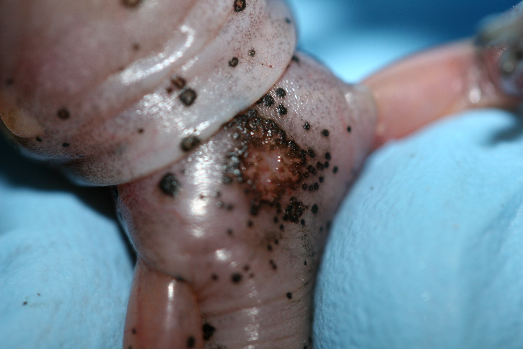 **Large ulceration and focal lesions observed on a Yellow-spotted salamander (Ensatina erschoscholerii**