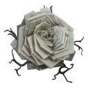 stalcraft item White Rose