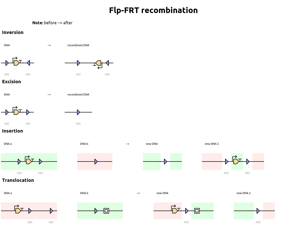 Flp/FRT recombination