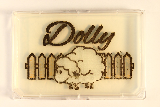 Dolly drawn with baker yeast (white), violacein-producing yeast (black), and carotene-producing yeast (orange).