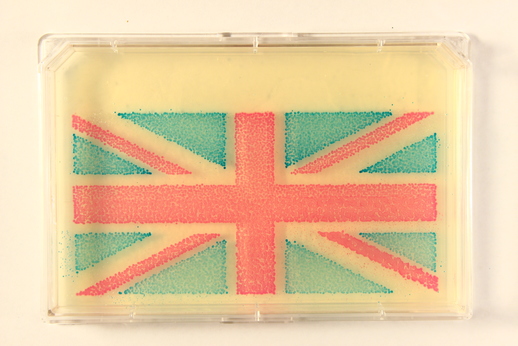 British flag drawn with 3 different strains of the bacterium E. coli.