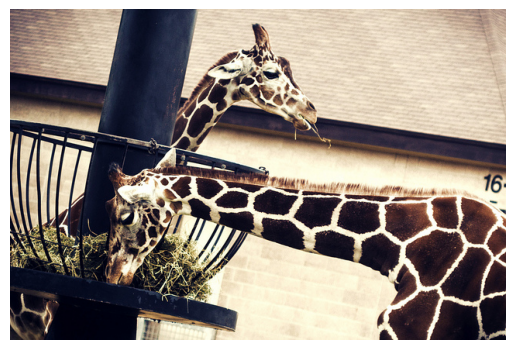 Two Giraffes