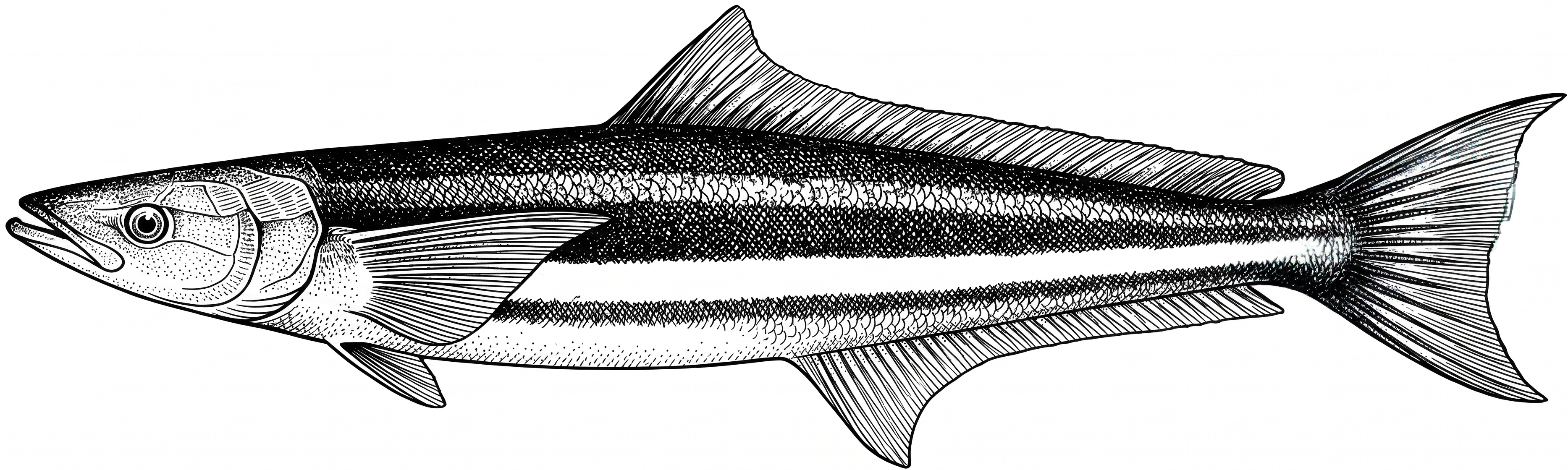 Cobia