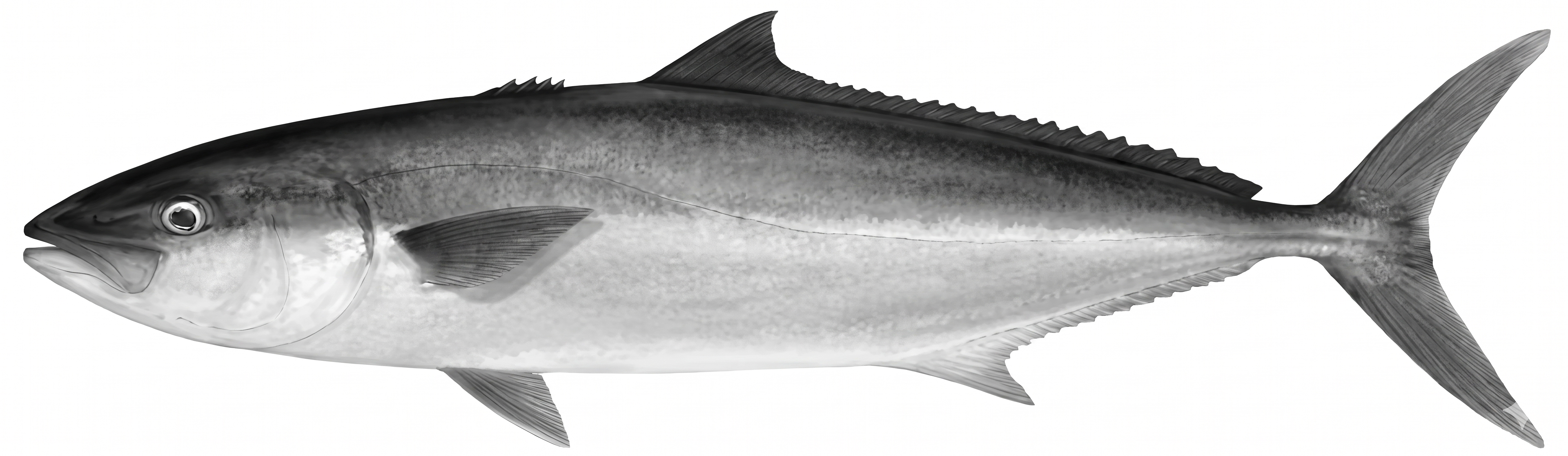 Kingfish