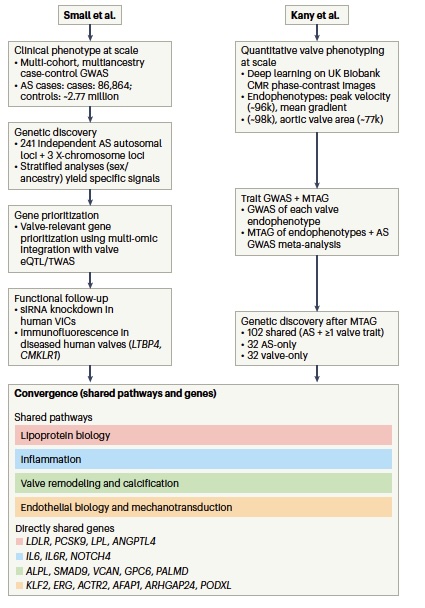 Genetic studies of aortic stenosis provide a broader view of narrowed valves