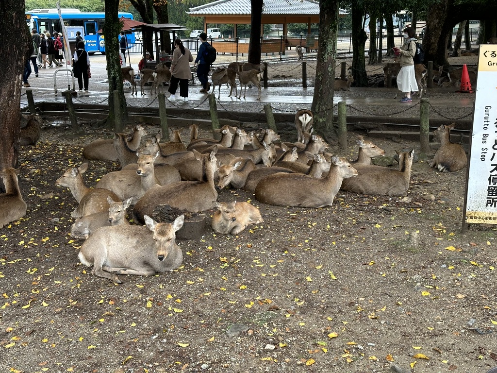 many deer