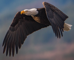 eagle